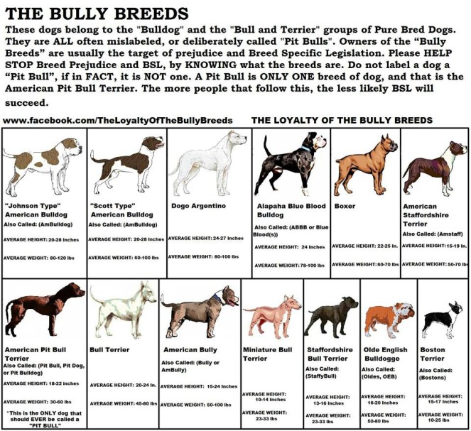 bully-breed-chart