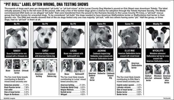 pit-bull-label-often-wrong-dna-testing-shows
