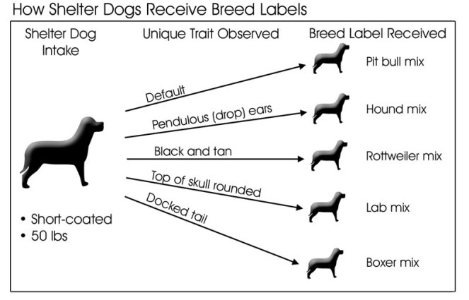 rescue-intake-breed-assessment